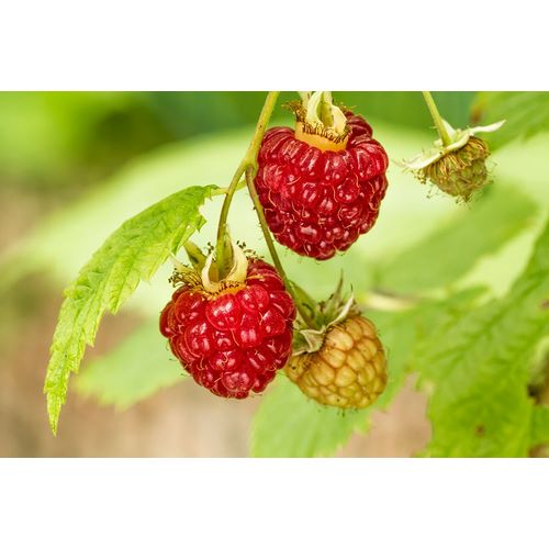 Horton, Janet 아티스트의 Issaquah-Washington State-USA Cluster of raspberries in various stages of ripeness작품입니다.